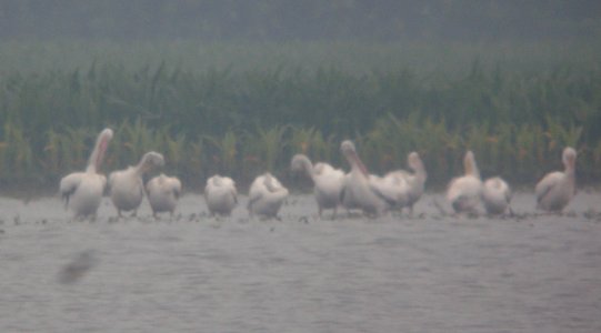DSCN7354 c American White Pelican Whispering Willows Bourbonnais IL 6-29-2015
