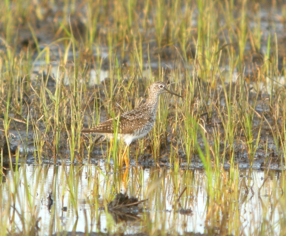 DSCN7382 c Lesser Yellowlegs TNC Kankakee Sands IN 6-30-2015