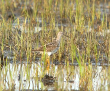 DSCN7382 c Lesser Yellowlegs TNC Kankakee Sands IN 6-30-2015
