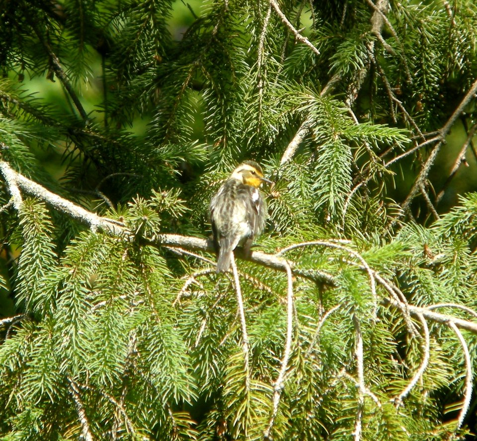 DSCN6977 c Blackburnian Warbler Kankakee IL 5-21-2015