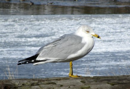 IMG 1145 c Ring-billed Gull Dam Wilmington IL 2-25-2015