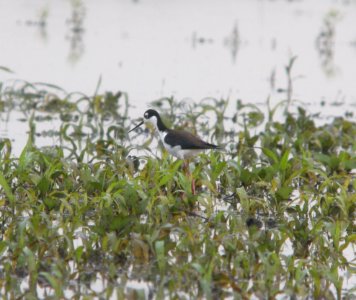 DSCN7310 c Black-necked Stilt Whispering Willows Bourbonnais IL 6-24-2015