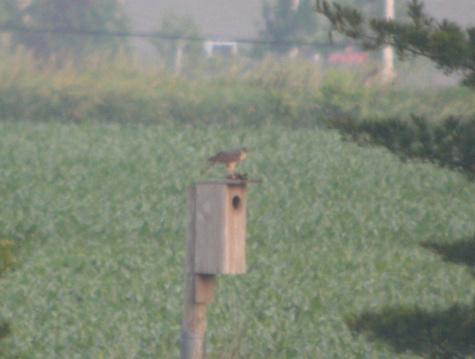 DSCN7076 c Cooper's Hawk Bourbonnais IL 6-9-2015