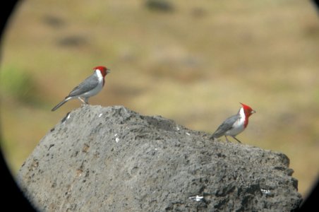 DSCN6014 c Red-crested Cardinal Halona Blowhole HI 3-24-2015
