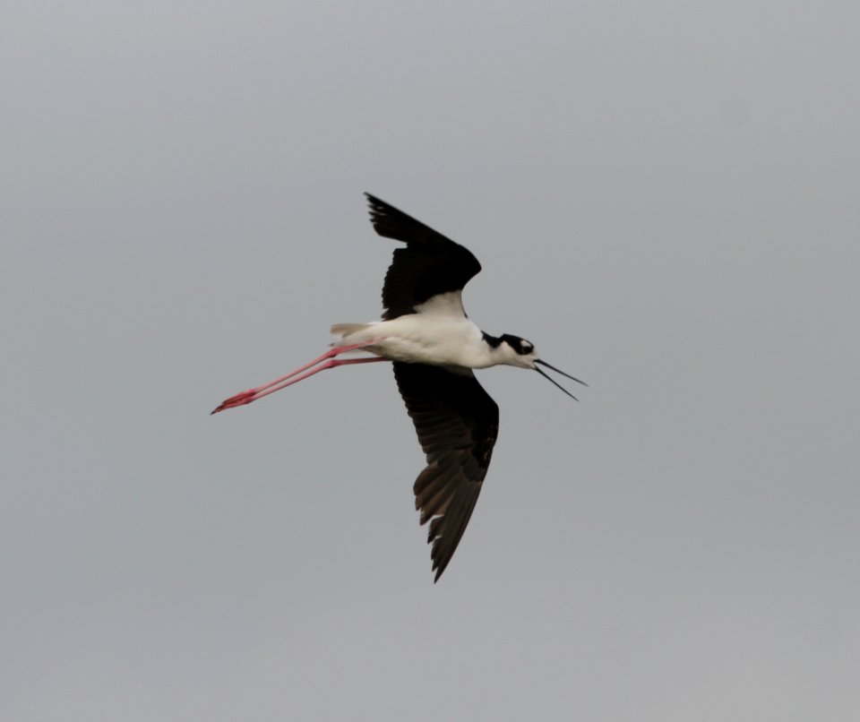 IMG 0169 c Black-necked Stilt Whispering Willows Bourbonnais IL 7-2-2015