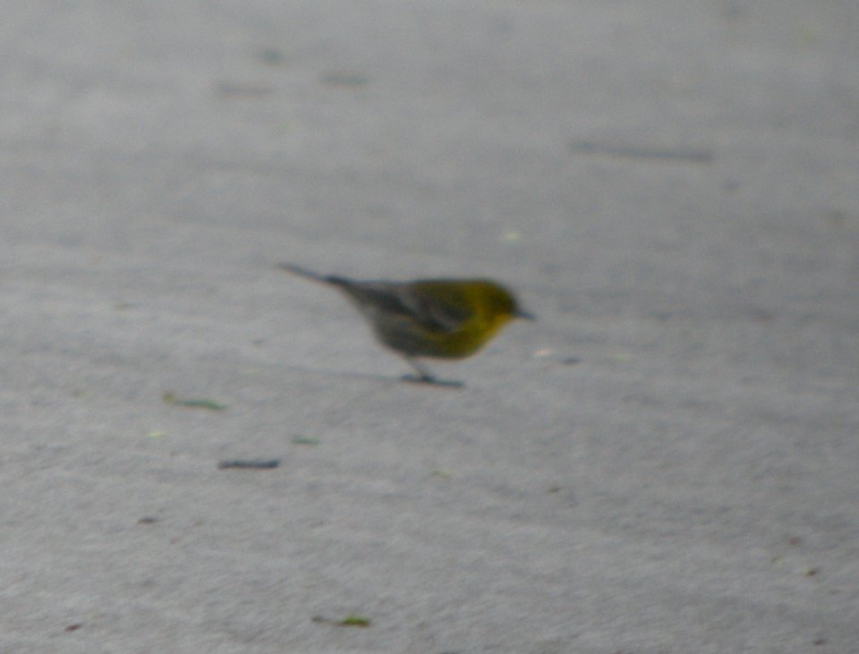 DSCN6244 c Pine Warbler Kankakee River SP (Will Co) IL 4-22-2015