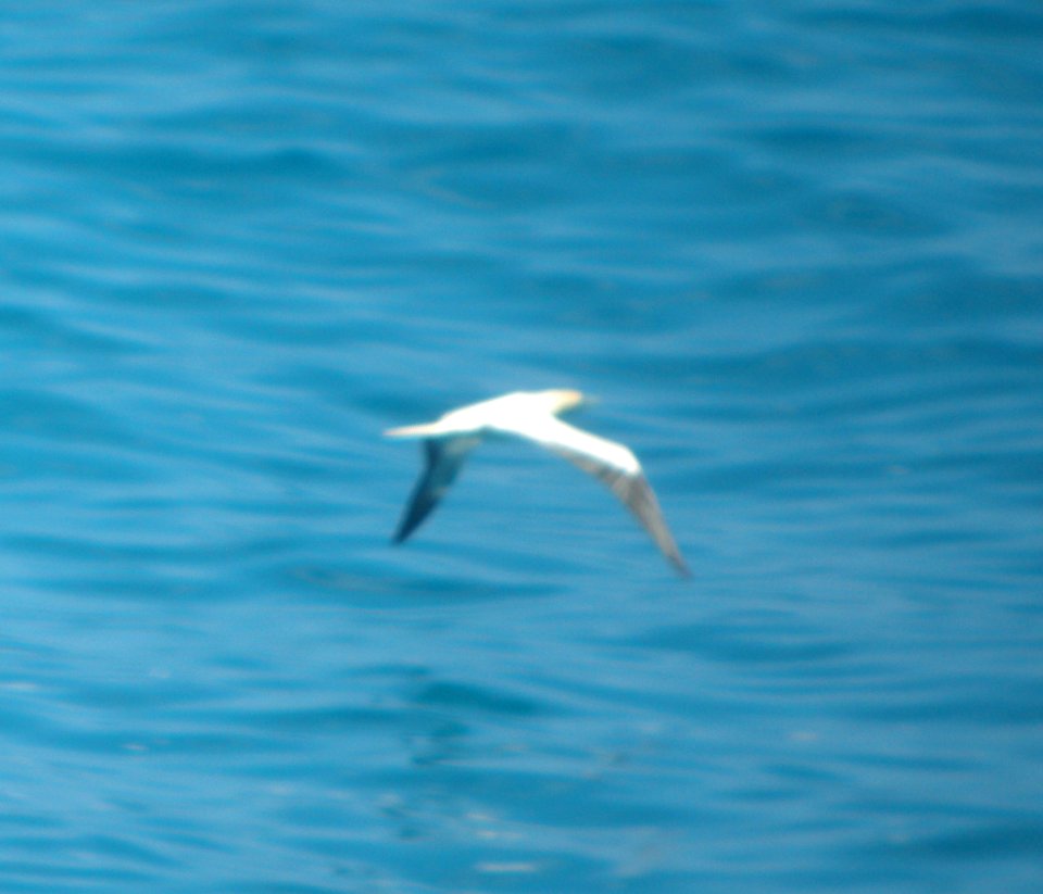 DSCN6029 c Red-footed Booby Makapu'u Lookout HI 3-24-2015