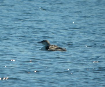 DSCN6983 c Common Loon Willow Slough FWA IN 5-22-2015