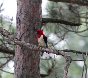 IMG 0017 c Red-headed Woodpecker Willow Slough FWA IN 6-19-2015