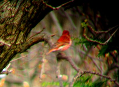 IMG 1433 c Purple Finch Kankakee IL 4-22-2015