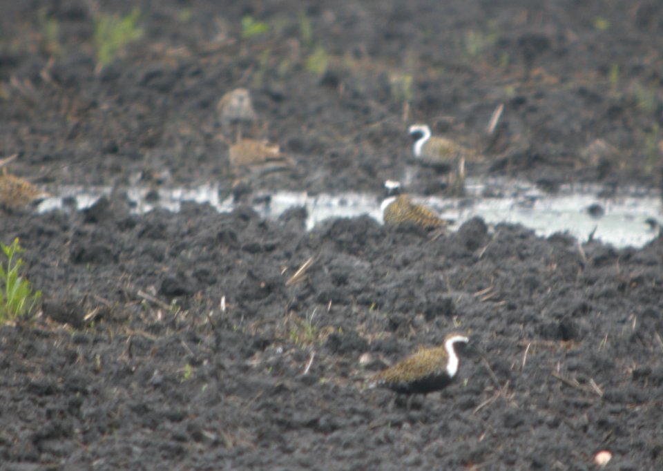 DSCN6634 c American Golden-Plover Whispering Willows Bourbonnais IL 5-9-2015
