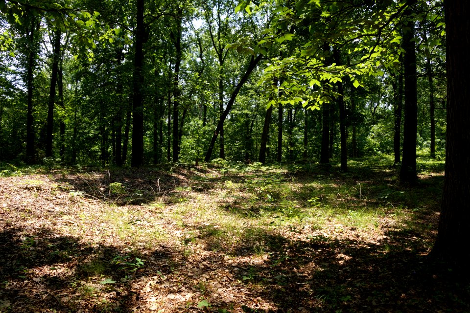 DSC06201