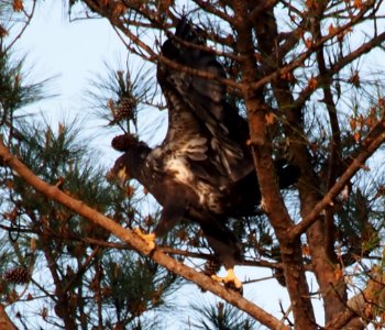 Young Eagle at Berry College