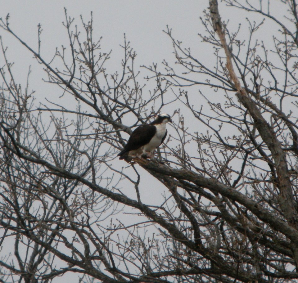 DSCN6150 c Osprey  Kankakee IL 4-14-2015