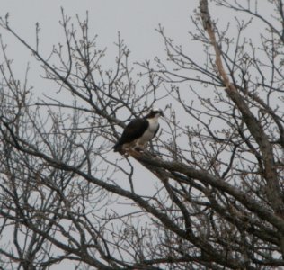 DSCN6150 c Osprey  Kankakee IL 4-14-2015