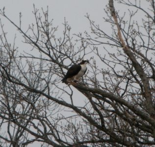 DSCN6150 c Osprey Kankakee IL 4-14-2015 photo