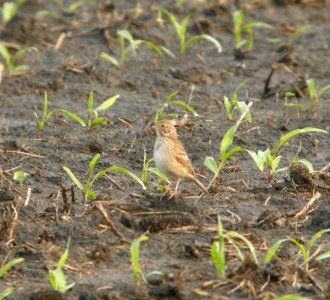 DSCN7077 c Vesper Sparrow Bourbonnais IL 6-9-2015
