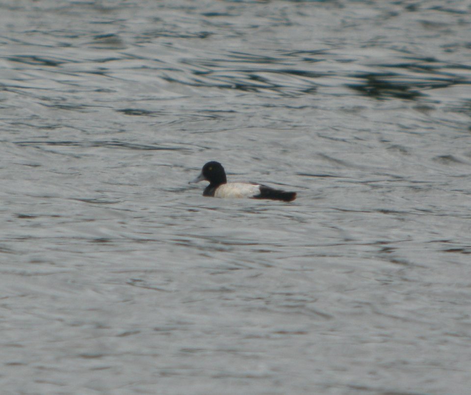 DSCN7278 c Lesser Scaup Willow Slough FWA IN 6-19-2015