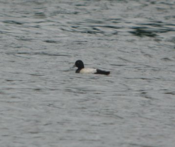 DSCN7278 c Lesser Scaup Willow Slough FWA IN 6-19-2015 photo