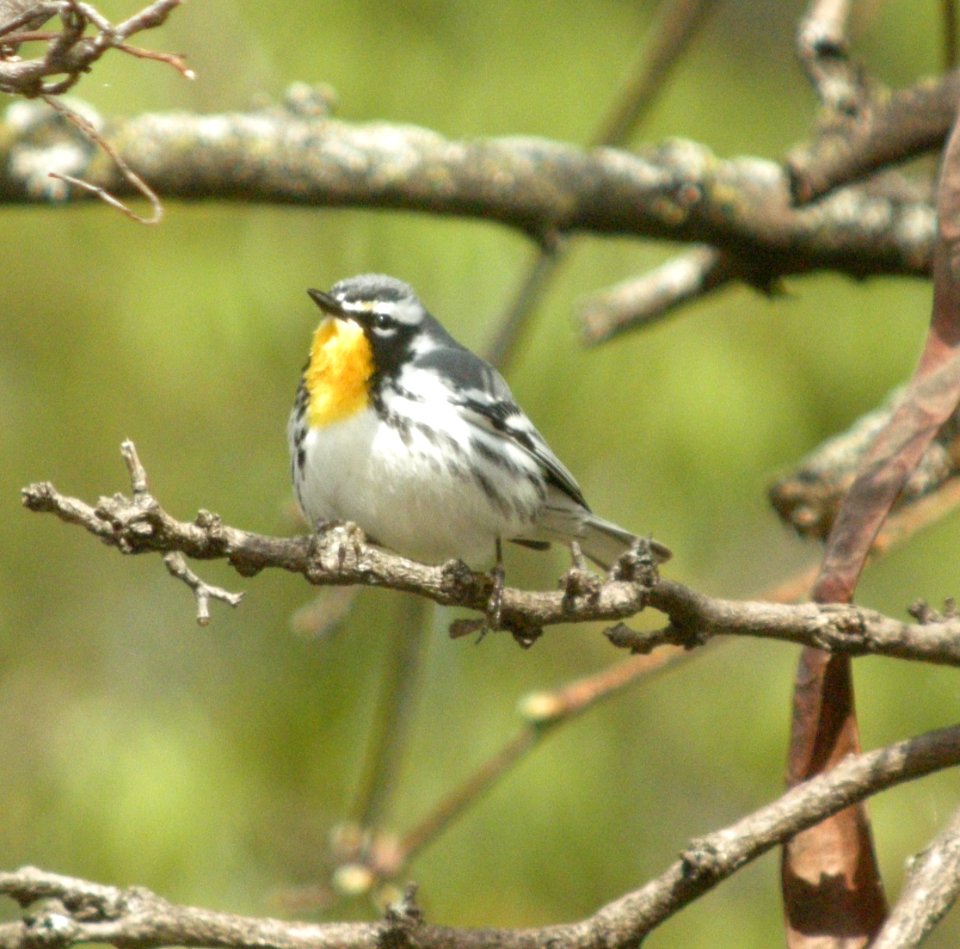 DSCN6263 c Yellow-throated Warbler Kankakee River SP (Will Co) IL 4-22-2015