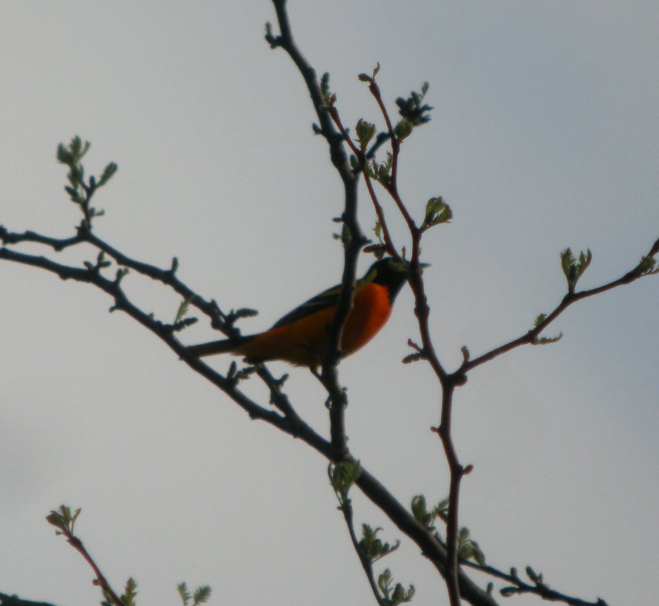 DSCN6534 c Baltimore Oriole Hse Kankakee IL 5-4-2015