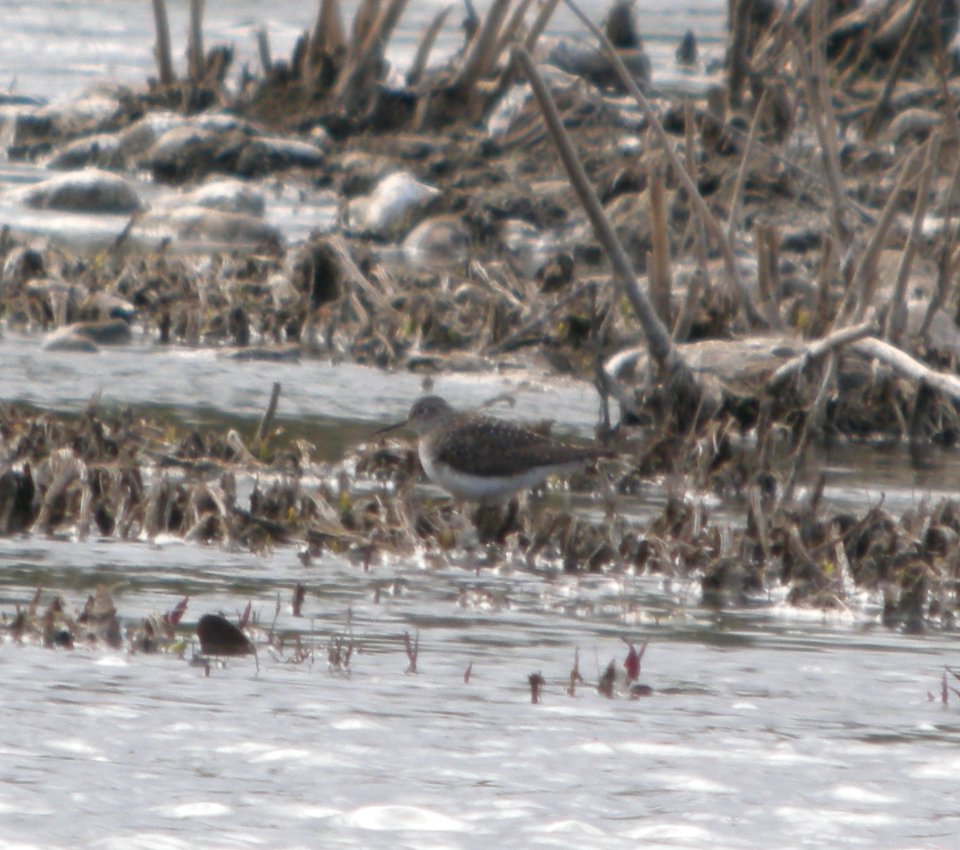DSCN6246 c Solitary Sandpiper Kankakee River SP (Will Co) IL 4-22-2015