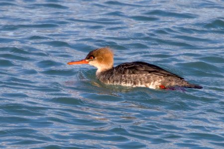 Red-Breasted Merganser photo