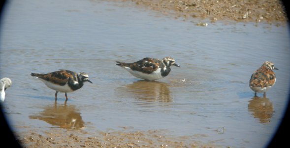 DSCN6007 c Ruddy Turnstone Kahuku Aqua Ponds HI 3-22-2015