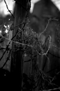 Contax D + Industar-61 L/Z - Old Fence 1