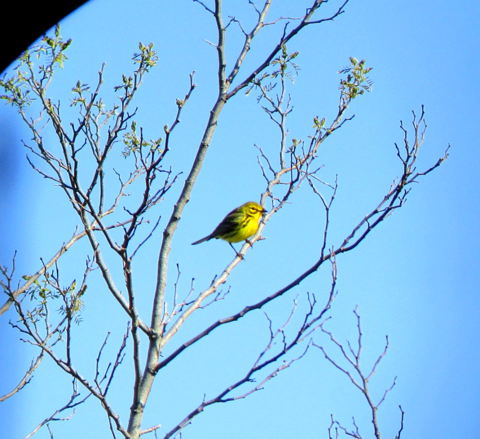 IMG 1518 c Prairie Warbler Mazonia Lakes Kankakee Co IL 5-13-2015