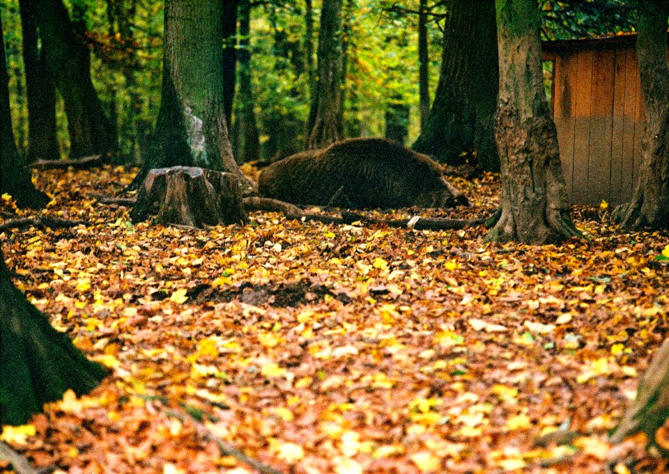 Kiev 4 + Jupiter-11 - Visit of Game Preserve in Kohoutovice