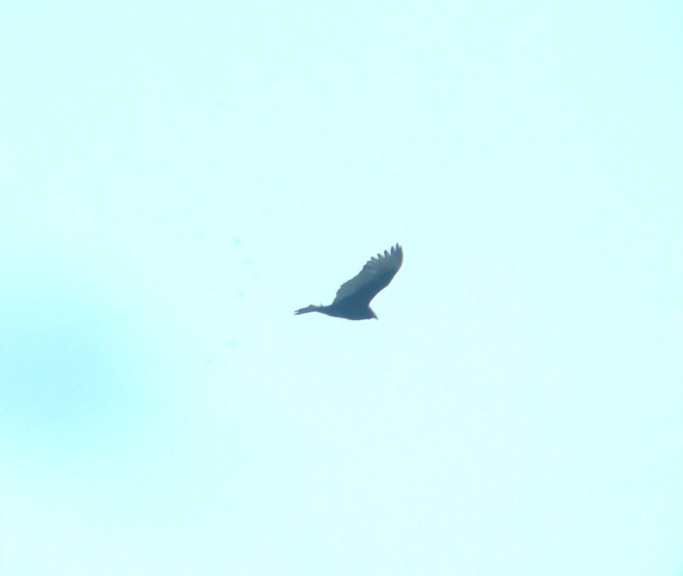 DSCN5759 c Turkey Vulture Kankakee River SP IL 3-7-2015