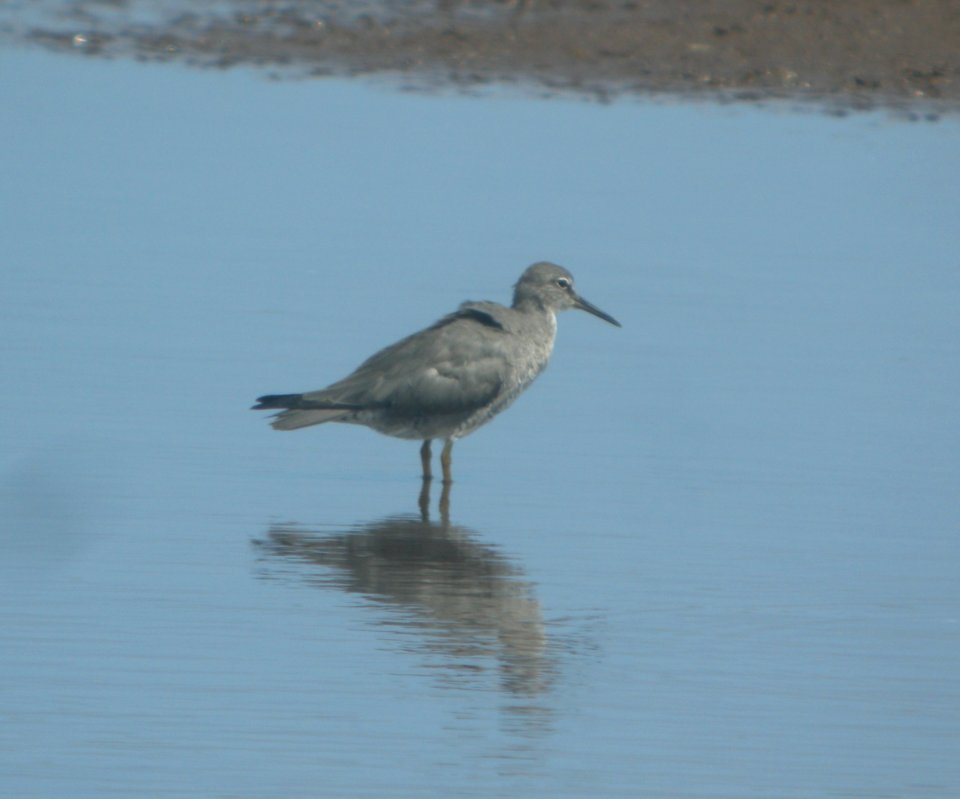 DSCN6011 c Wandering Tattler Kahuku Aqua Ponds HI 3-22-2015