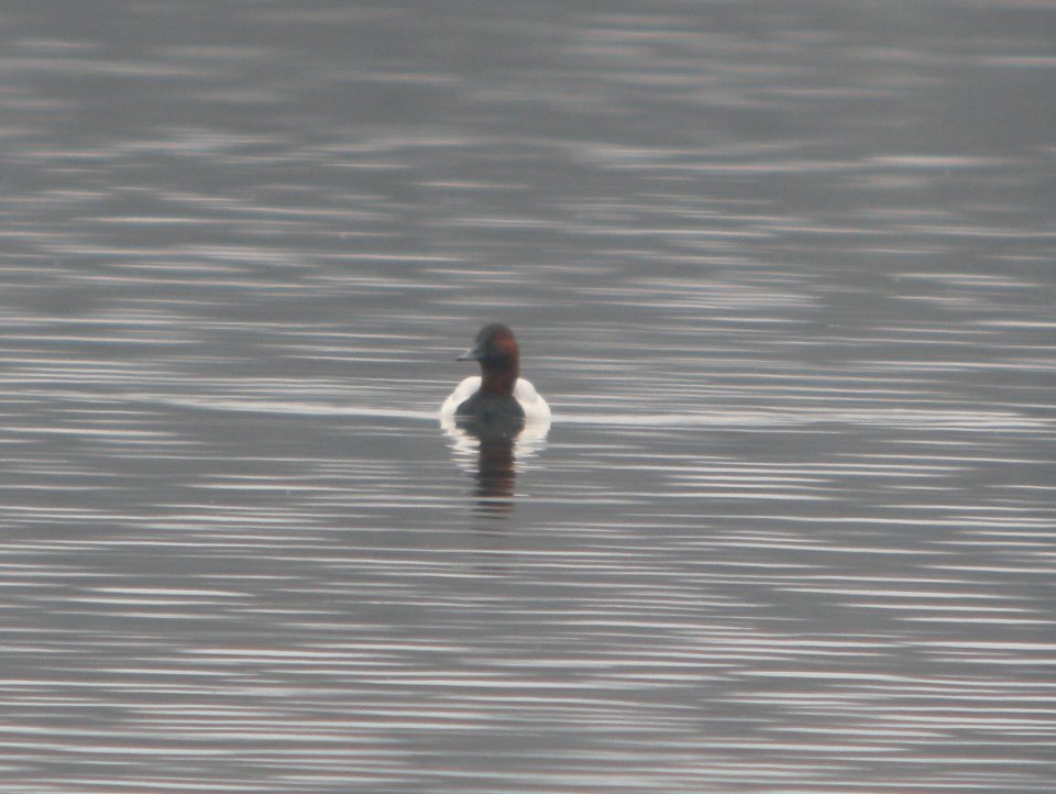 DSCN6173 c Canvasback Willow Slough FWA IN 4-16-2015