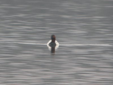 DSCN6173 c Canvasback Willow Slough FWA IN 4-16-2015 photo
