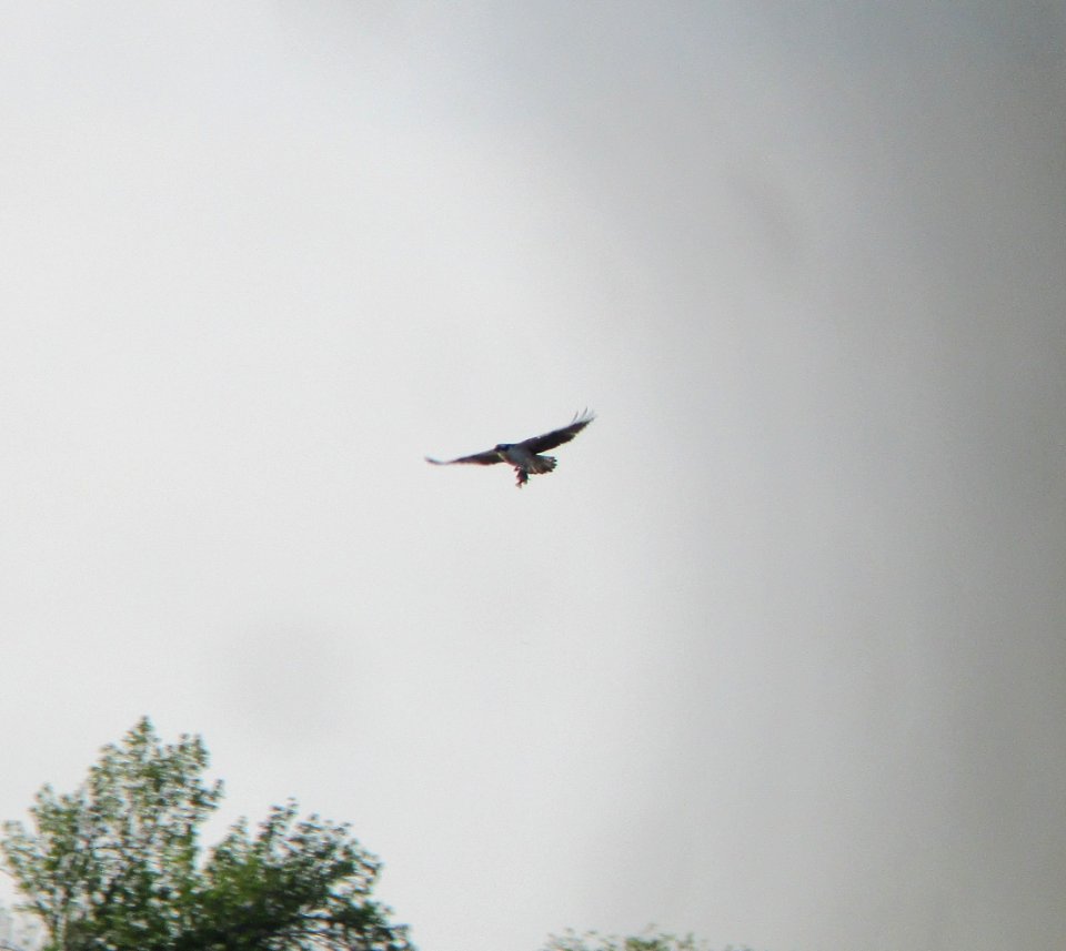 IMG 1512 c Osprey Kankakee IL 5-10-2015