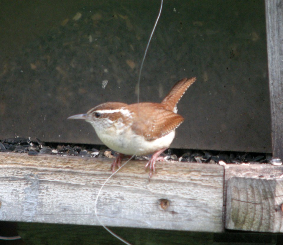 DSCN6565 c Carolina Wren Hse Kankakee IL 5-4-2015