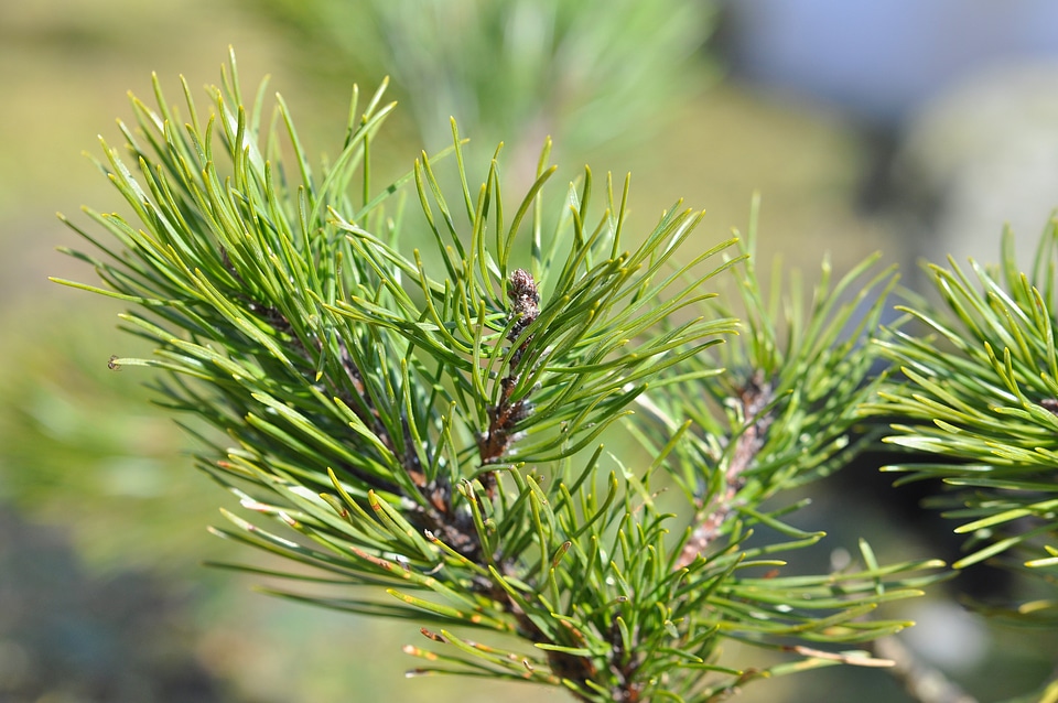 Pine green branch close up