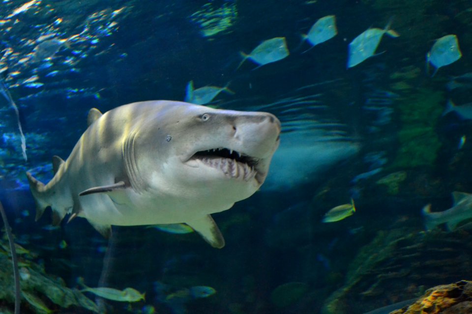 animal: sealife