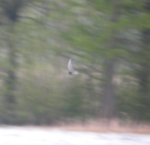 DSCN6698 c Black Tern Willow Slough FWA IN 5-12-2015