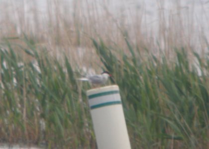 DSCN6785 c Forster's Tern Willow Slough FWA IN 5-17-2015 photo
