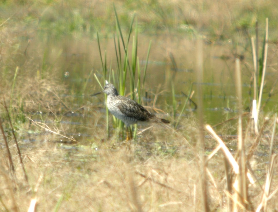 DSCN6408 c Greater Yellowlegs Aroma Park IL 4-29-2015