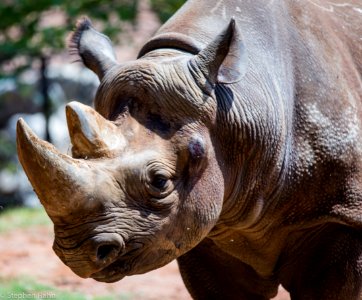 Zoo Atlanta Rhino