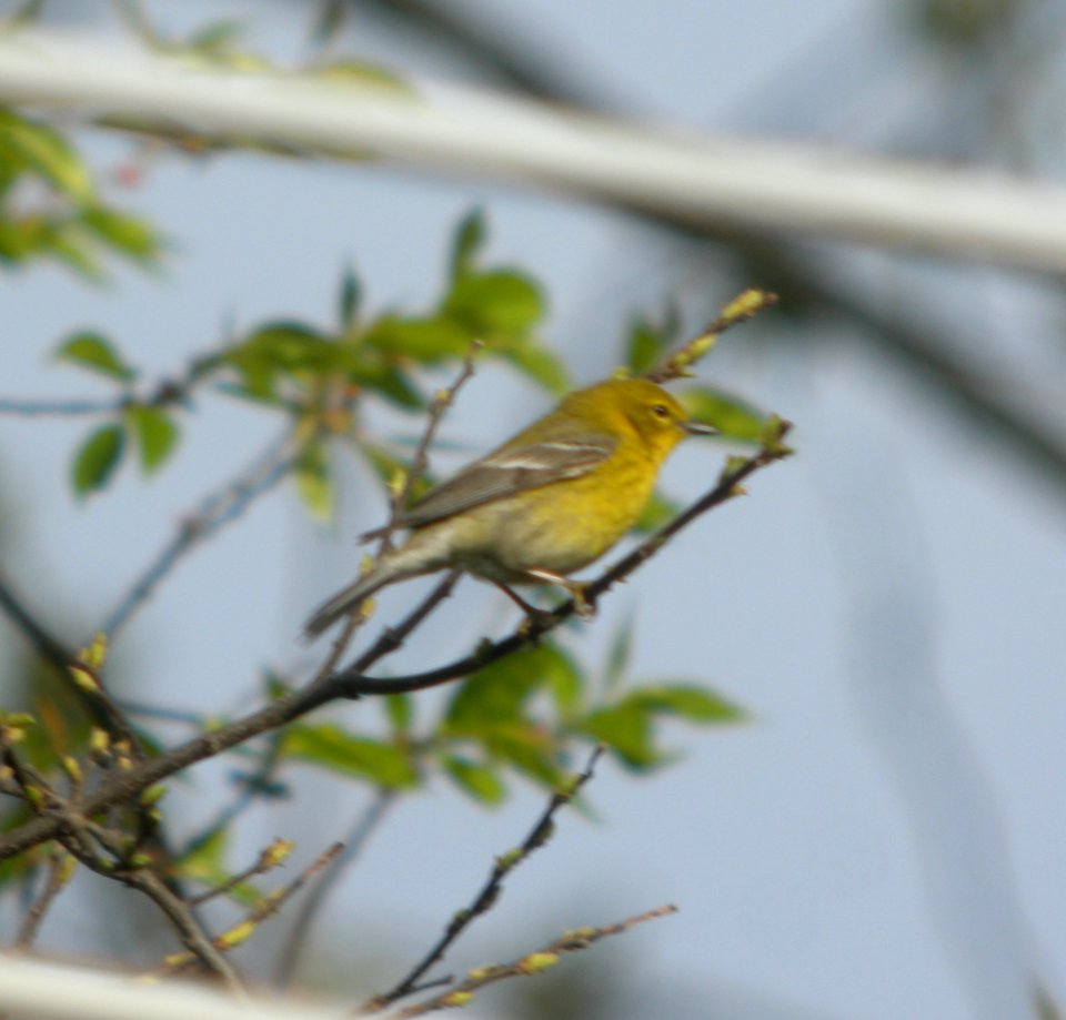 DSCN6411 c Pine Warbler Kankakee IL 4-29-2015