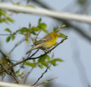 DSCN6411 c Pine Warbler Kankakee IL 4-29-2015