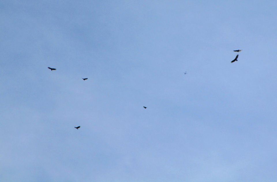 IMG 1336 c Turkey Vulture Hse Kankakee IL 4-2-2015
