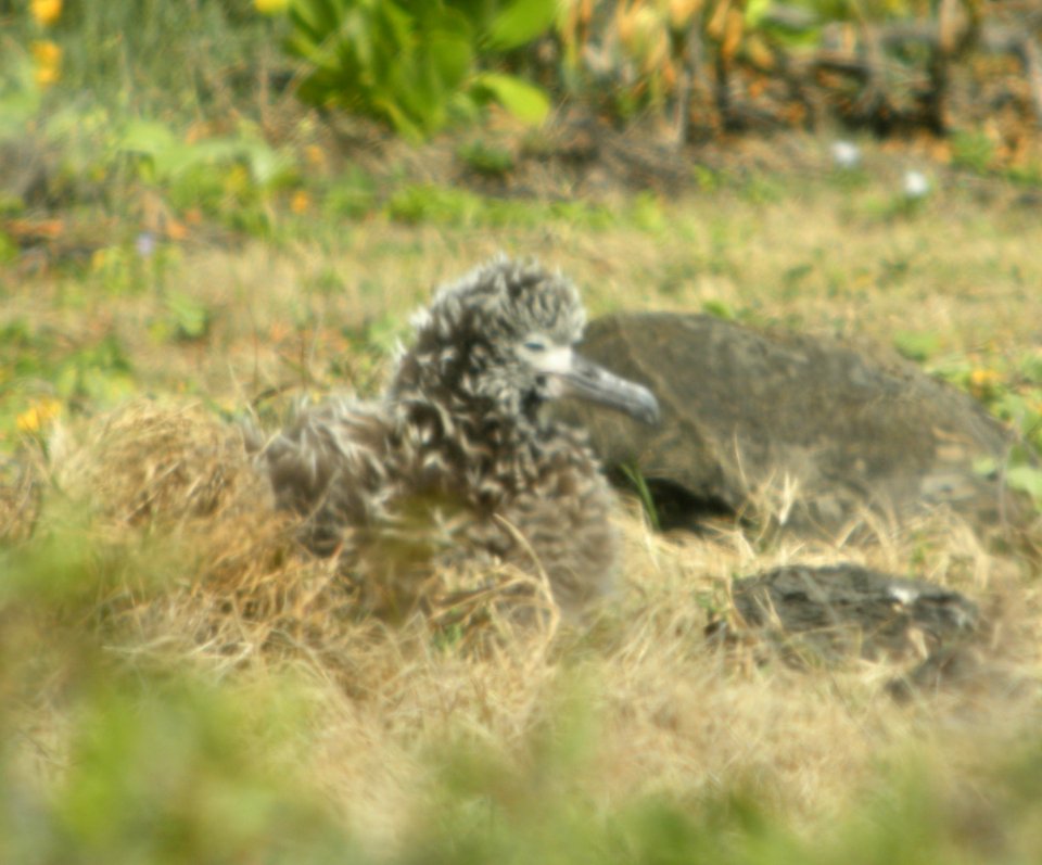DSCN5886 c Laysan Albatross Ka'ena SP Honolulu Co HI 3-15-2015