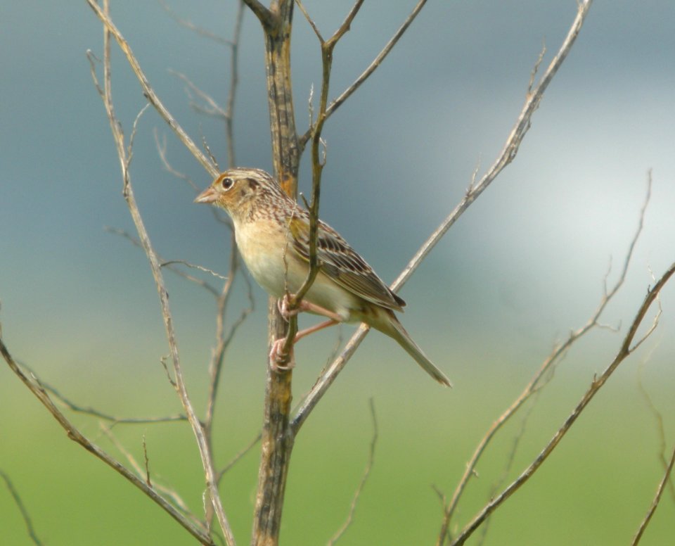 DSCN6573 c Grasshopper Sparrow Pembroke Twp Kankakee Co IL 5-5-2015
