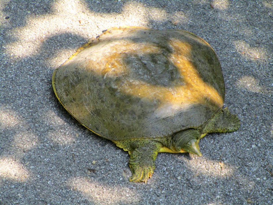 IMG 1669 Softshell Turtle Gar Creek River Trail Kankakee IL 6-9-2015