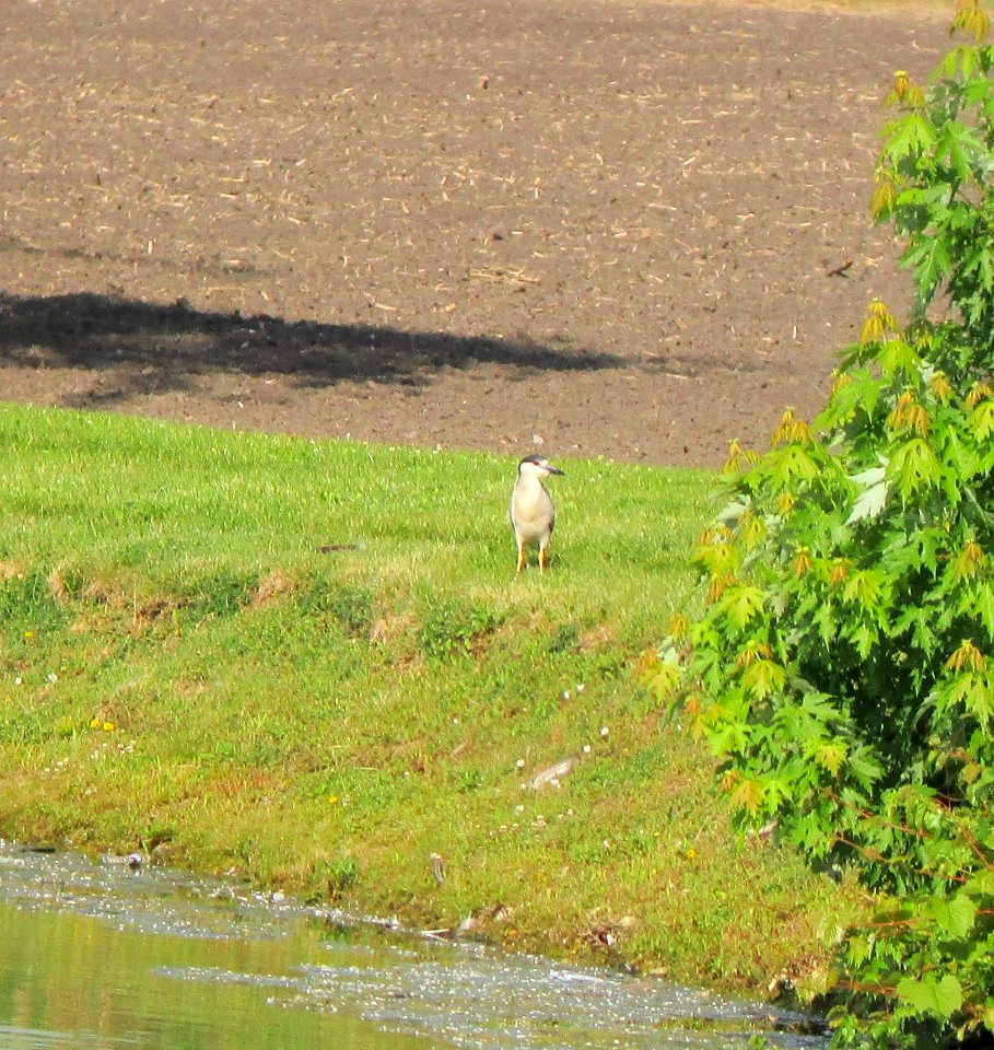IMG 1646 c Black-crowned Night-Heron BBS SE Cook Co IL 6-6-2015